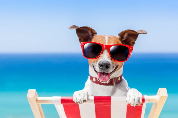 depositphotos_47192221-stock-photo-summer-vacation-dog